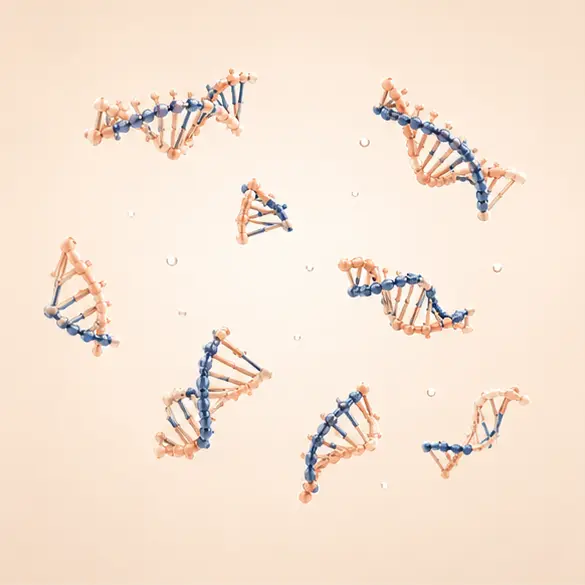 PDRN의 짧은 DNA 단편